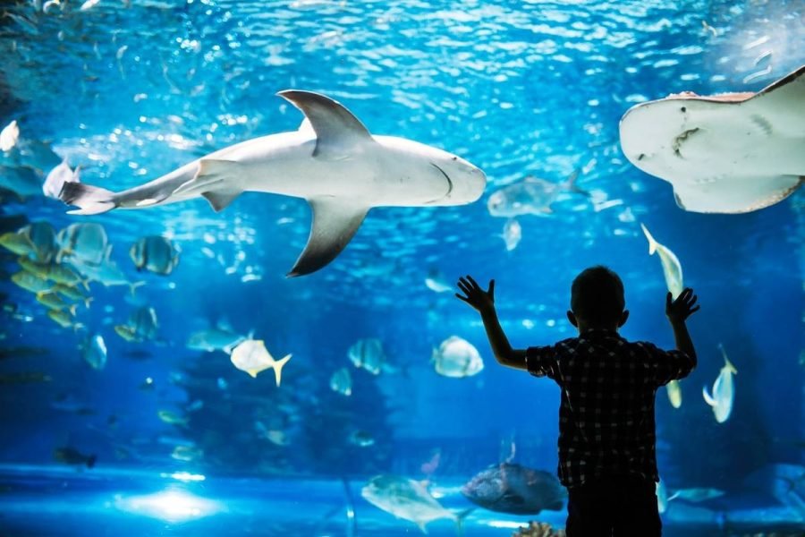 Hurghada Grand Aquarium